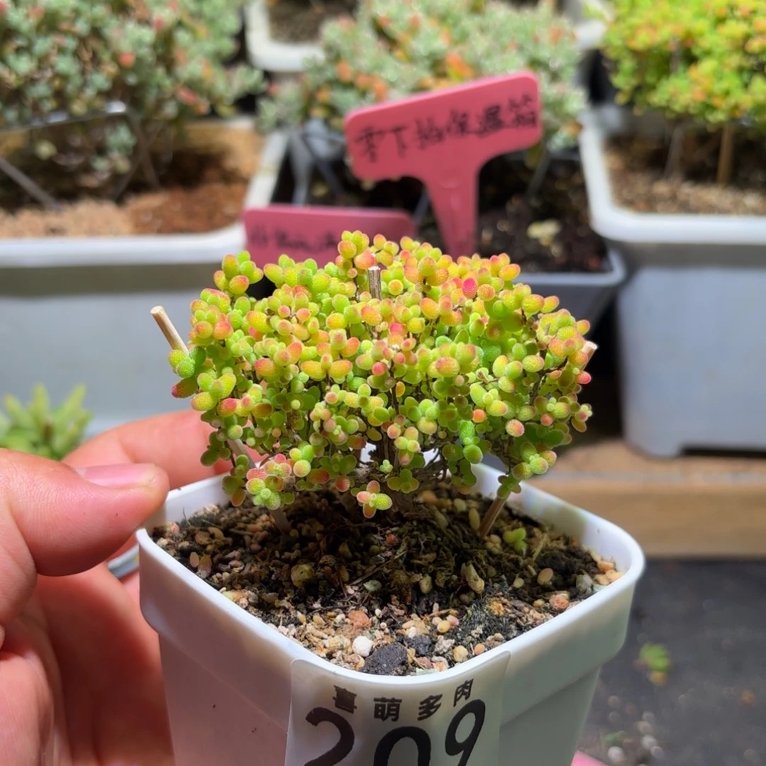 枝干番杏密橘糖球209