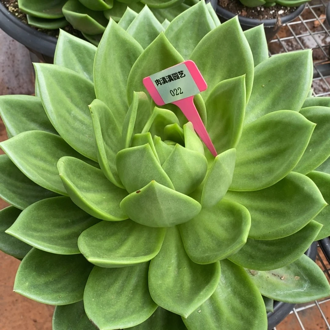x022-多肉植物 翠花