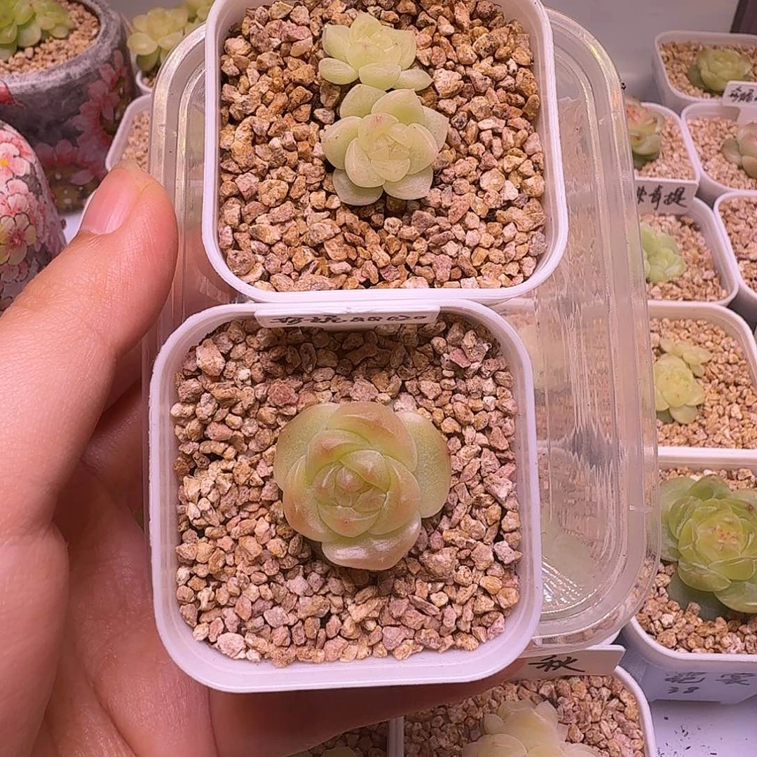 卢***余财富青杉一物一拍