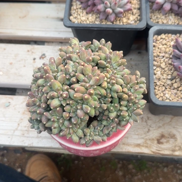 千代田缀化五十包邮