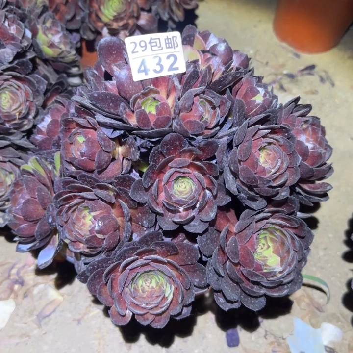 黑美人……多肉植物的
