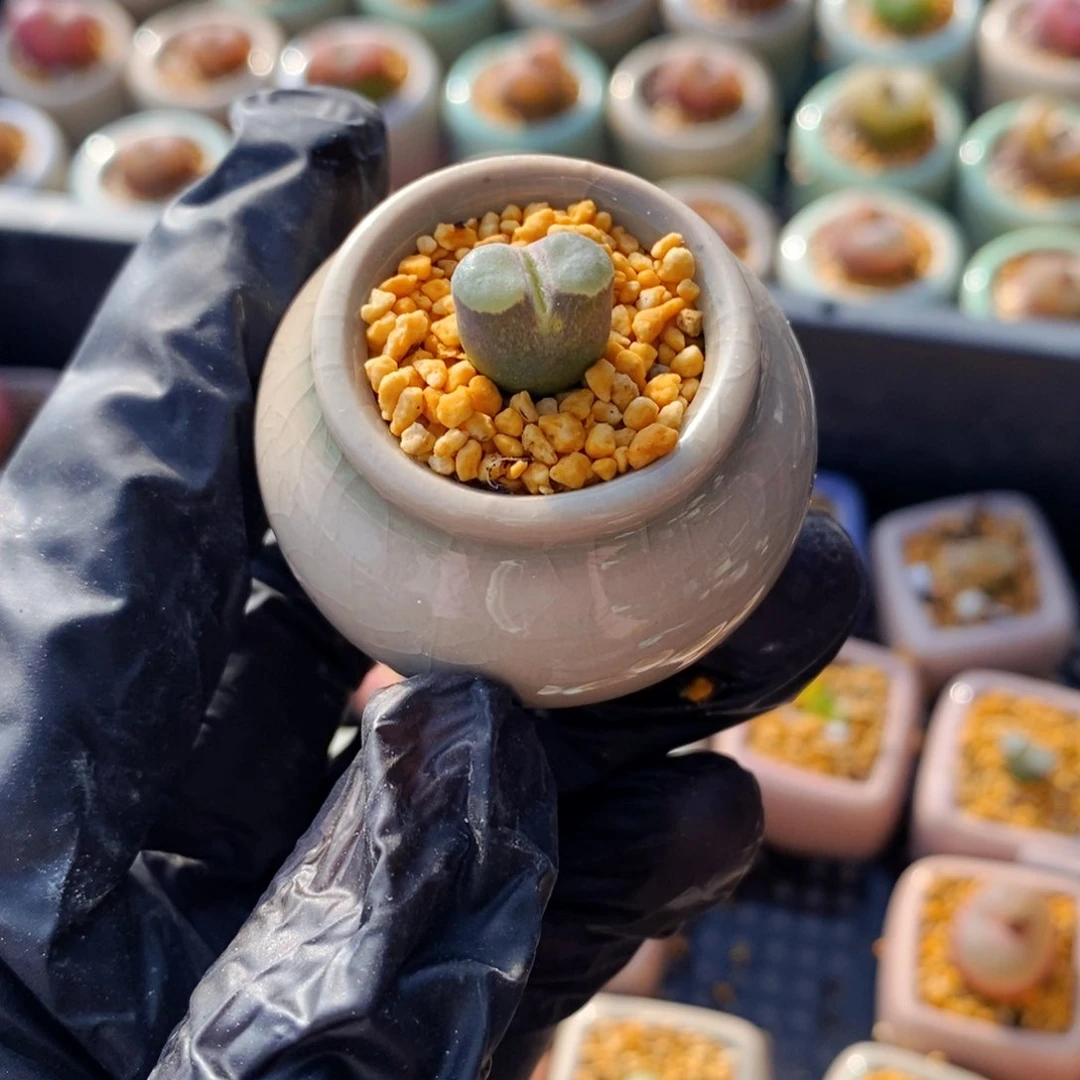 蘑**象3757--一物一拍 带盆