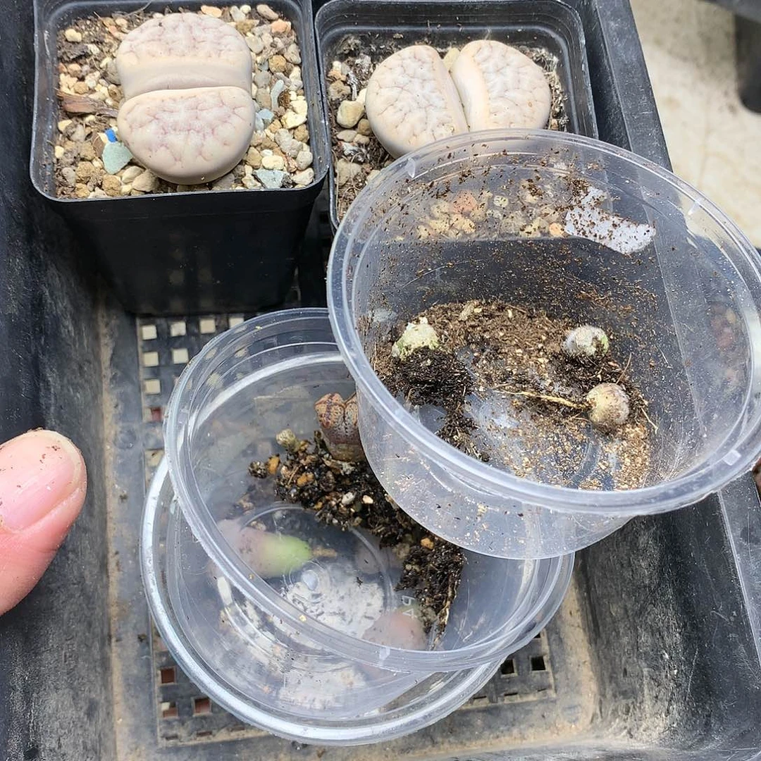 弒****）W368多肉植物保护研究所