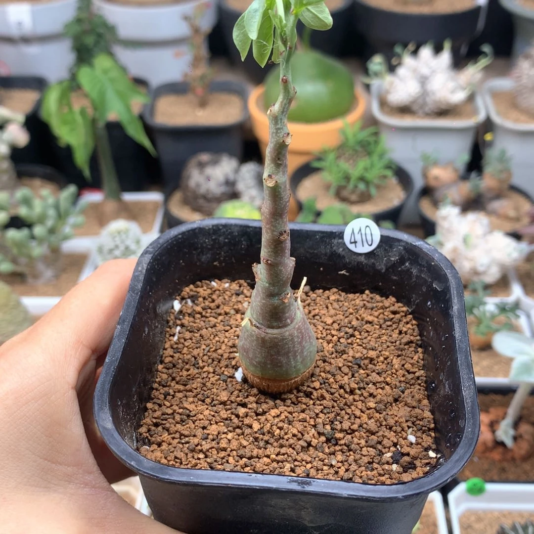 实生幻蝶蔓带盆2cm