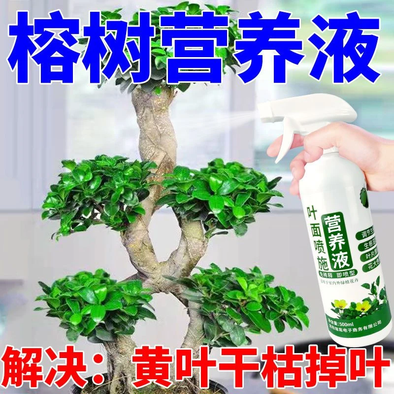 榕树营养液黄叶一喷绿金钱榕人参榕小叶榕绿植老桩盆景专用肥料-