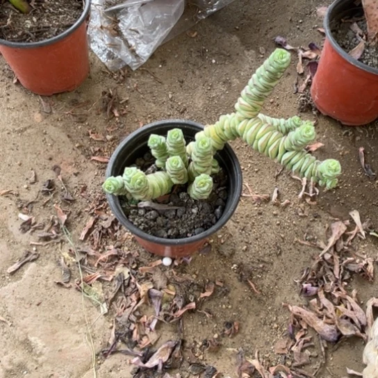 钱串多肉植物哈哈