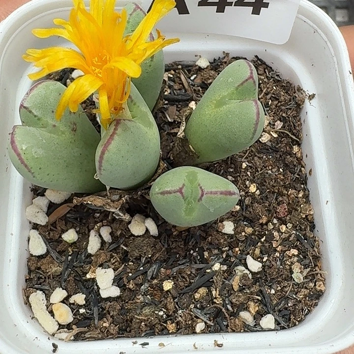 44 多肉植物多肉植物