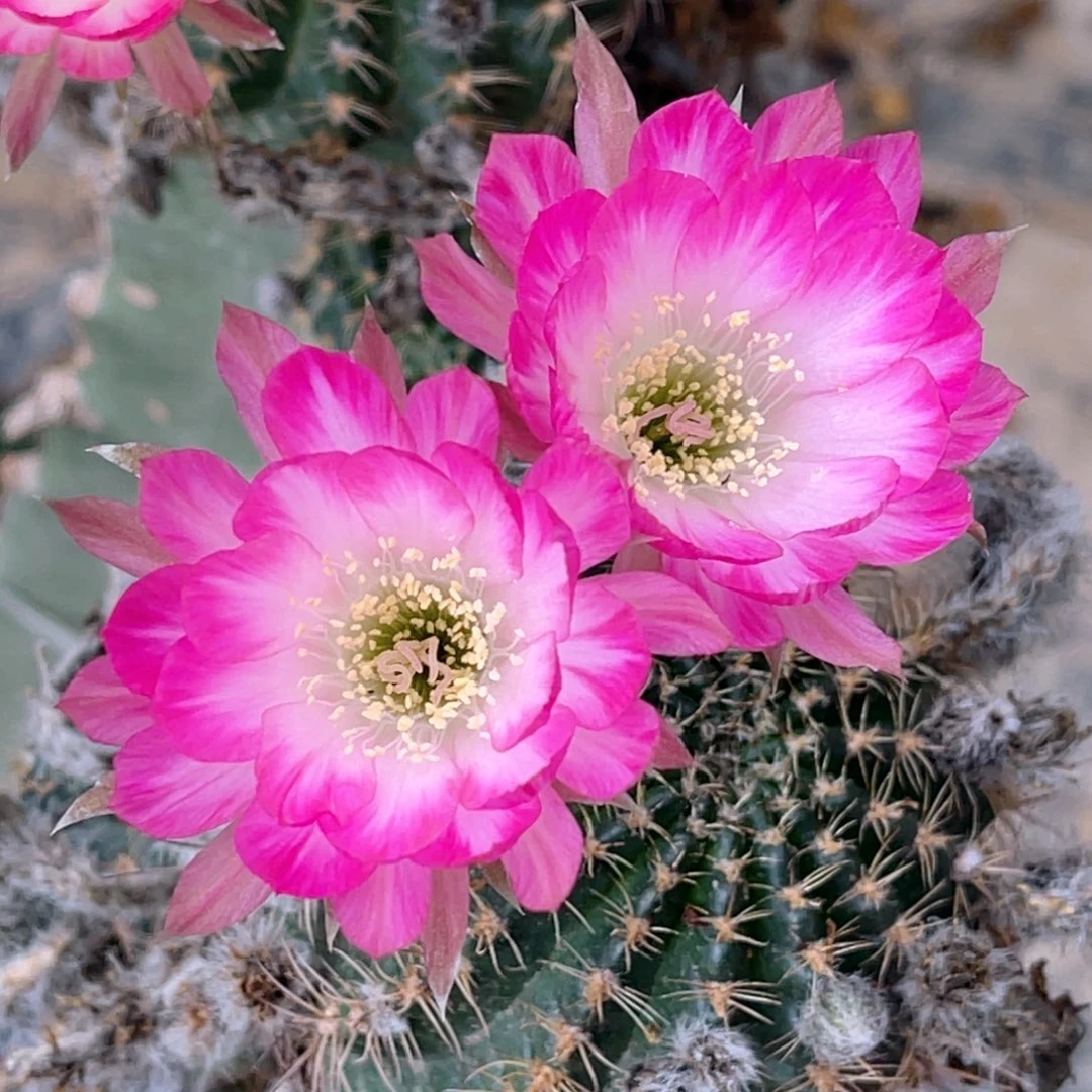 丽花 炫丽侧芽 歪 满20包邮3–4公分