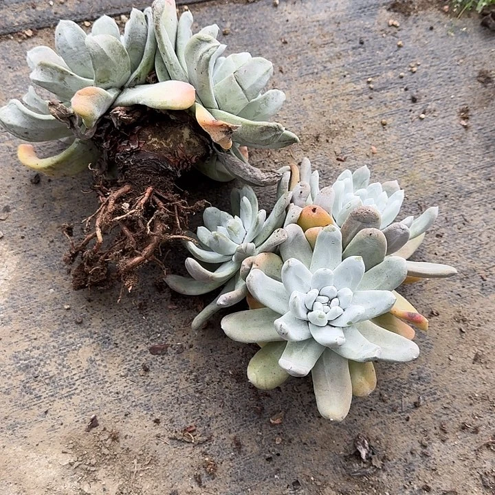 韩***肉拇指多肉植物