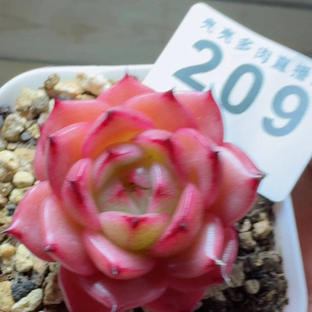 玉玲珑      愿你一路坦途，乘风破浪展宏图