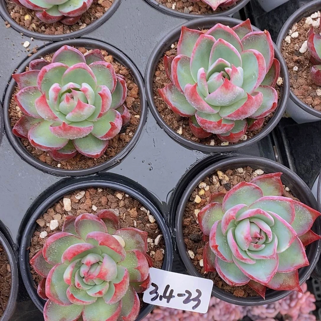 3.4-23-惊鸿仙子单头福利一颗 量拍