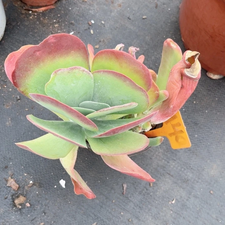 晨语多肉一物一拍140