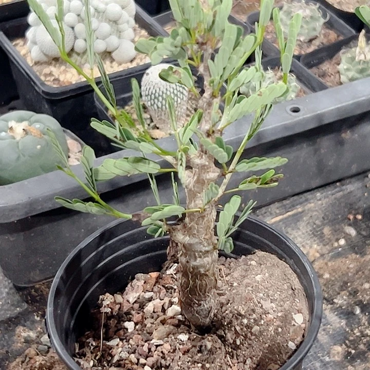 沙漠苏木实生块根