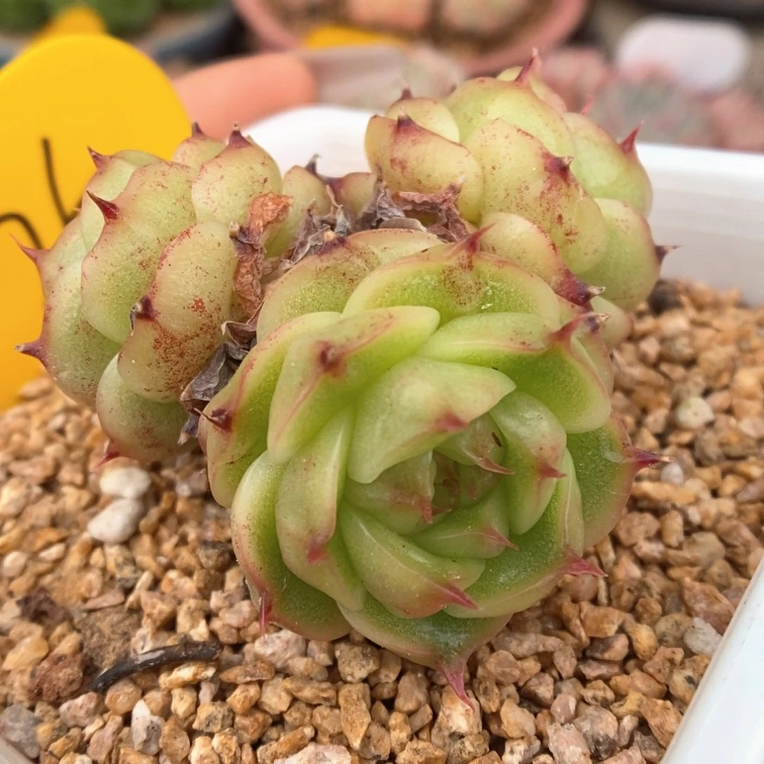 珍妮麦秆可拍875号。