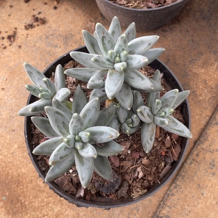 凤羽冠幅13 公分一物一拍