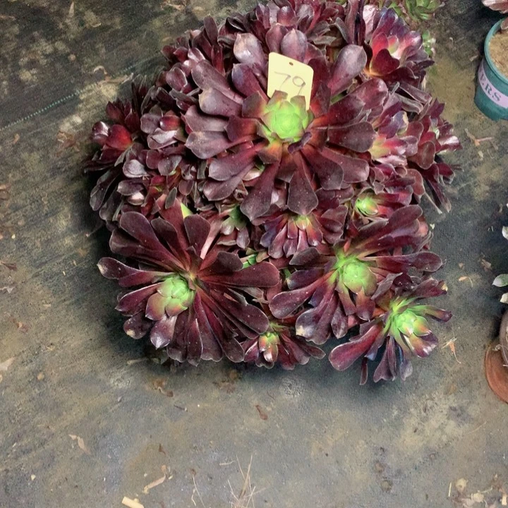 79花娜多肉一物一拍