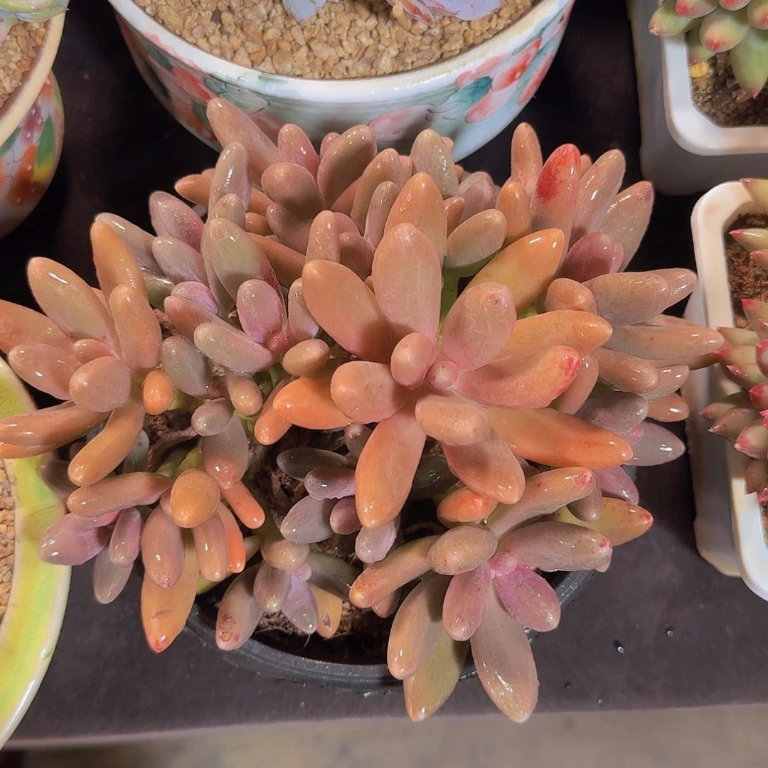 糖果美人多肉一物一拍