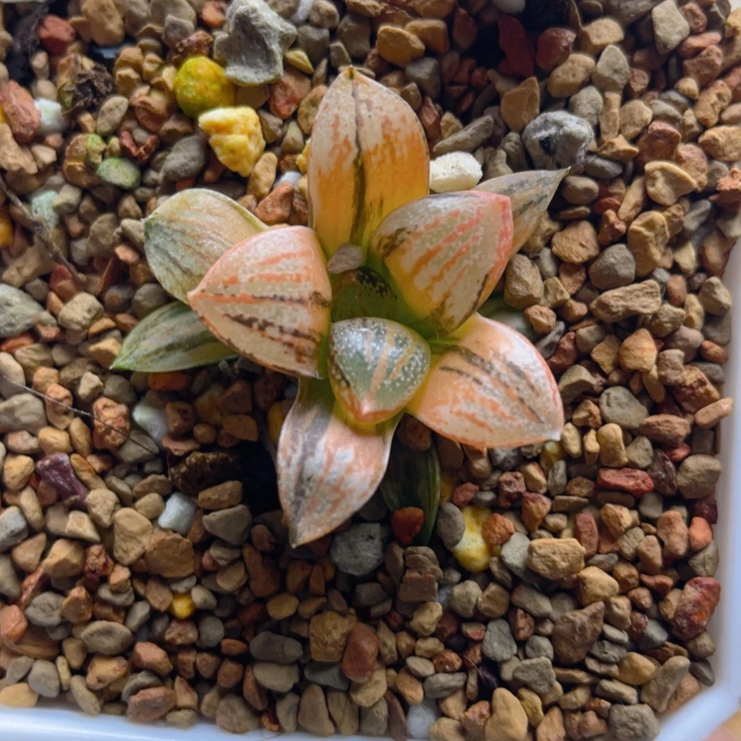 14.十二卷非组银叶之前寿锦。