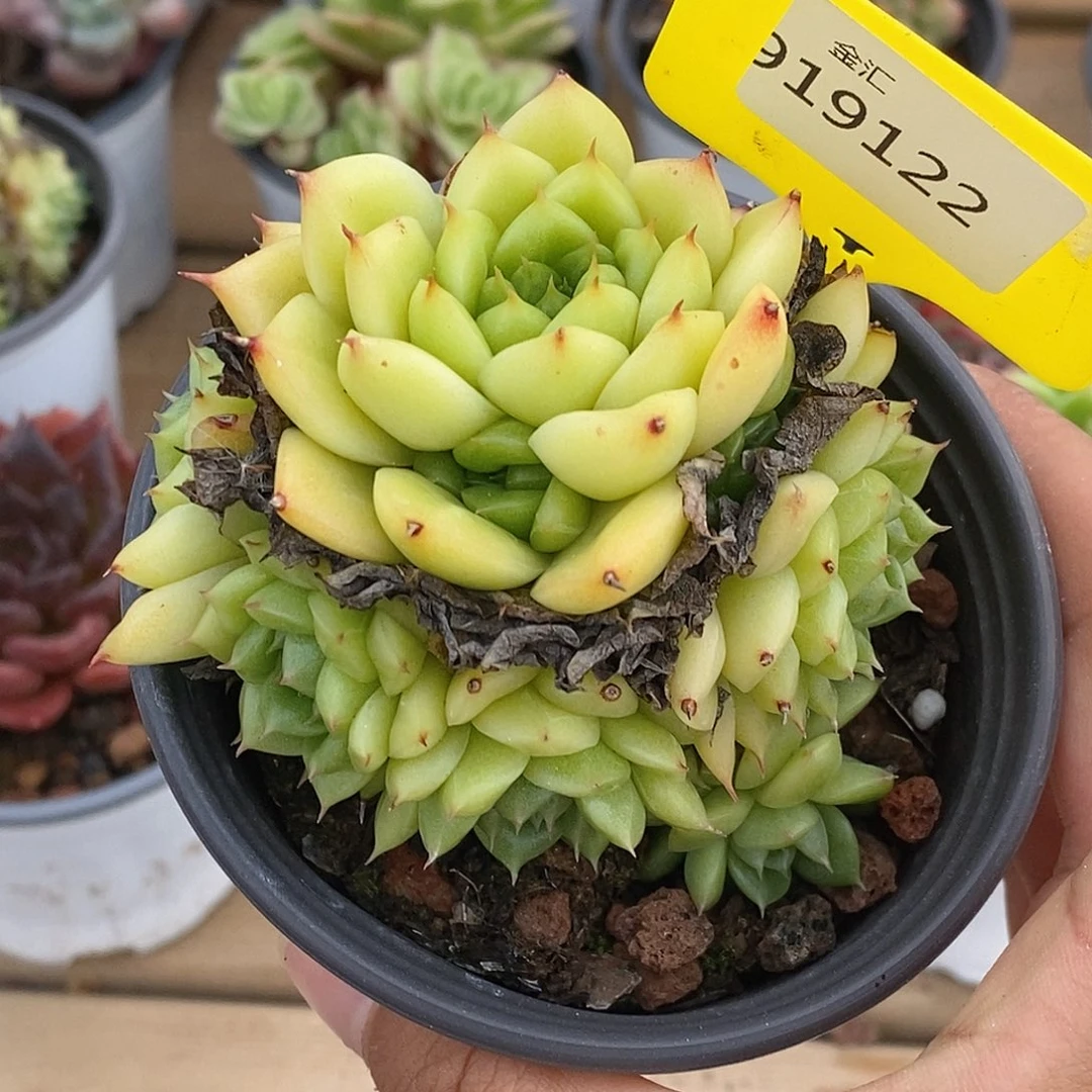 金汇园艺，919122麦杆