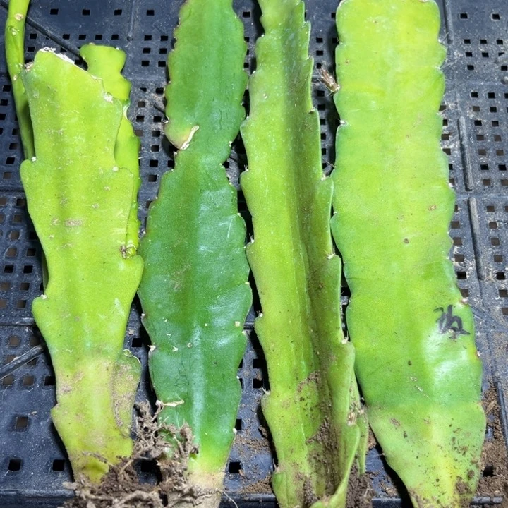 当前无花栽培后可以开花79