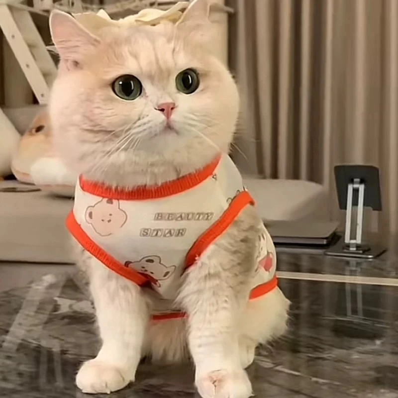 猫咪衣服防掉毛夏季春秋背心薄款美短宠物金渐层小猫狗狗背心可爱