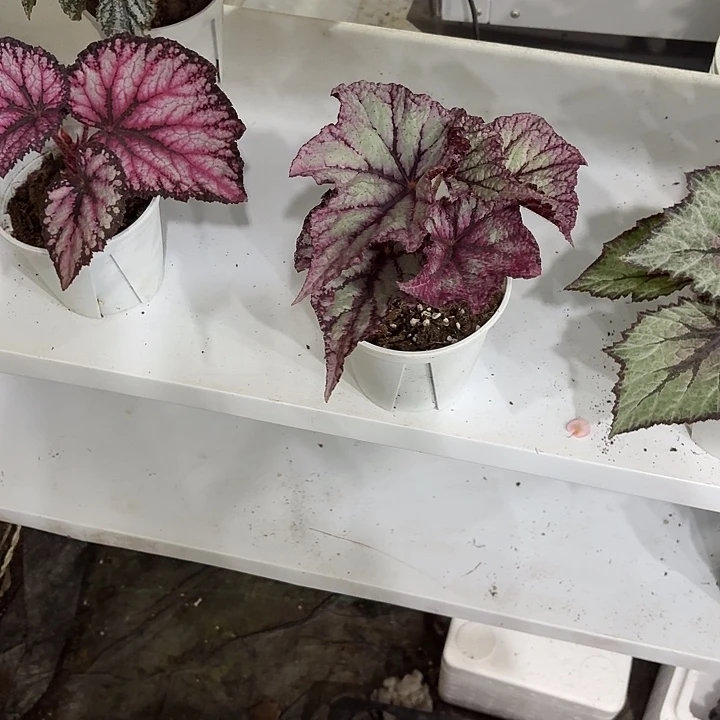 完全开放白教皇秋海棠