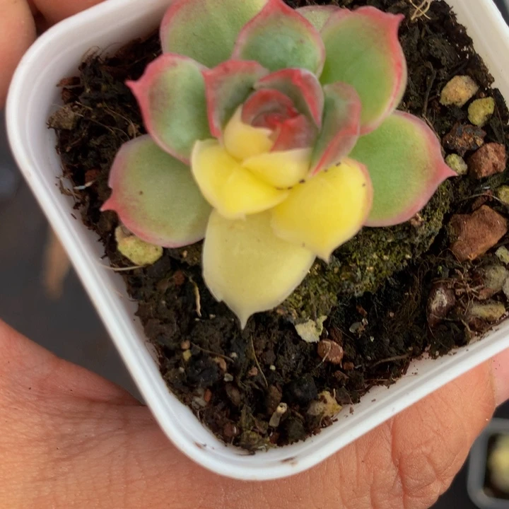 ****Q虾饺 一物一拍  包邮