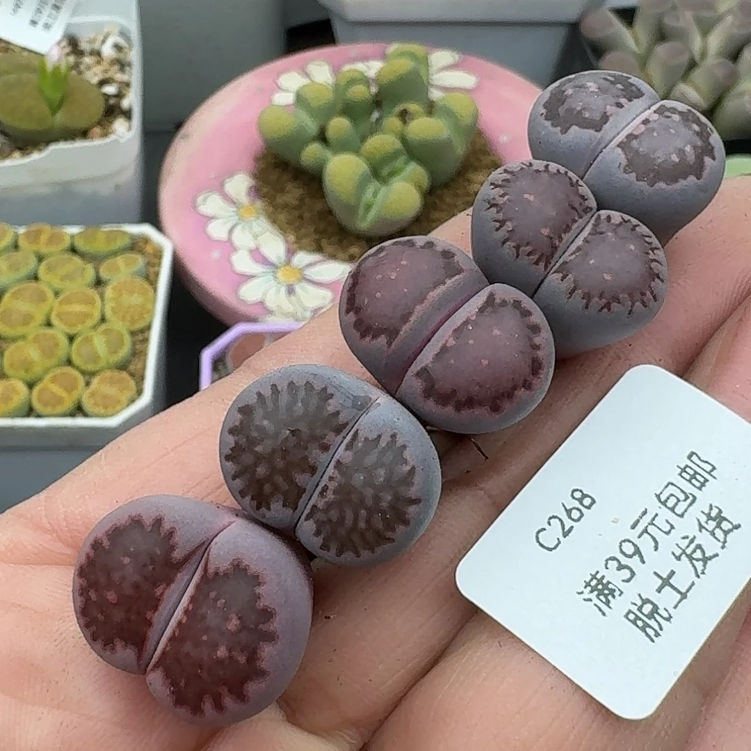 268多肉哈哈哈哈哈哈哈