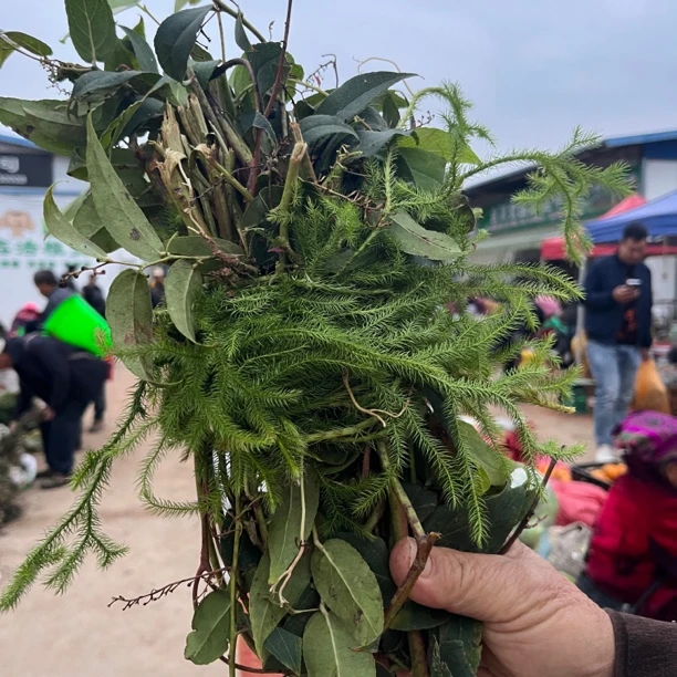 伸草和透草  云南边境山货 新鲜（不支持七天无理由）