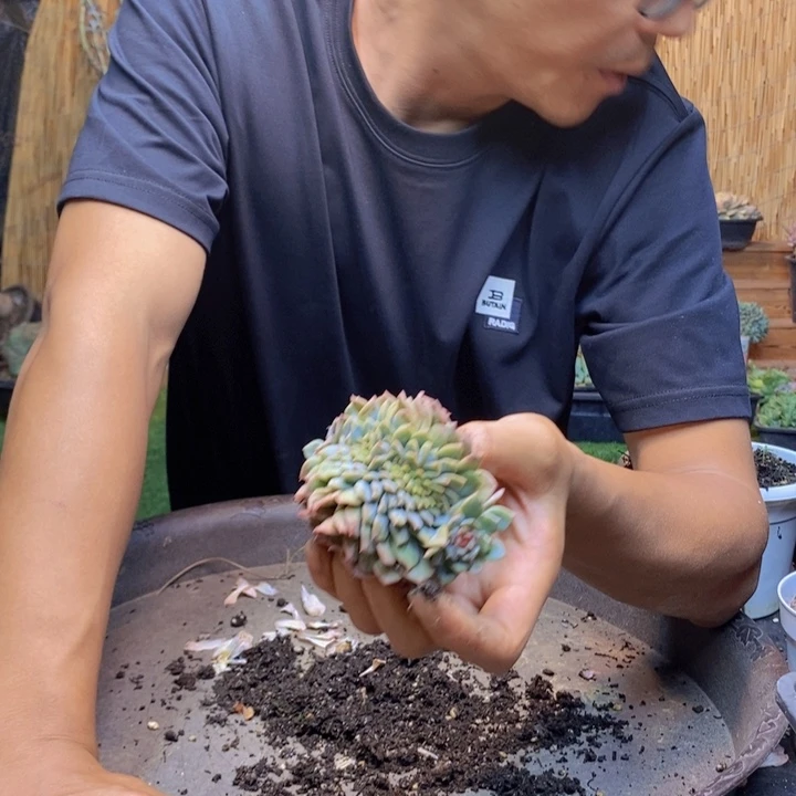 淇***淇742号冰魄多肉植物