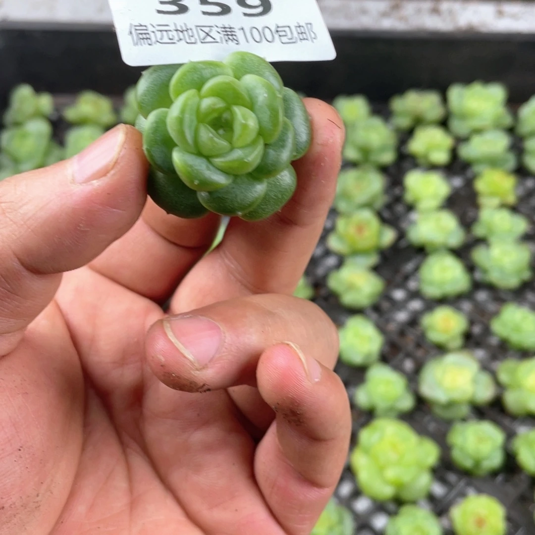 芬***h优选珍妮一物一拍359