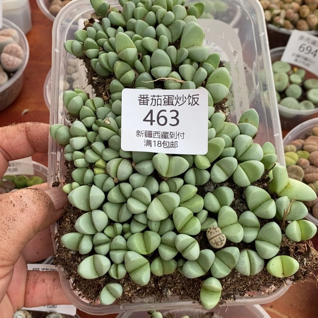 感谢您的支持，00463