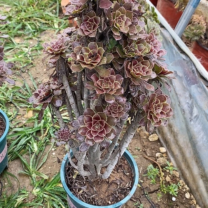 灰法23多肉植物法师