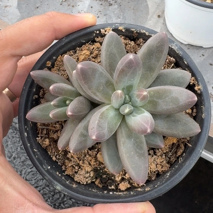 美人杂交 一物一拍