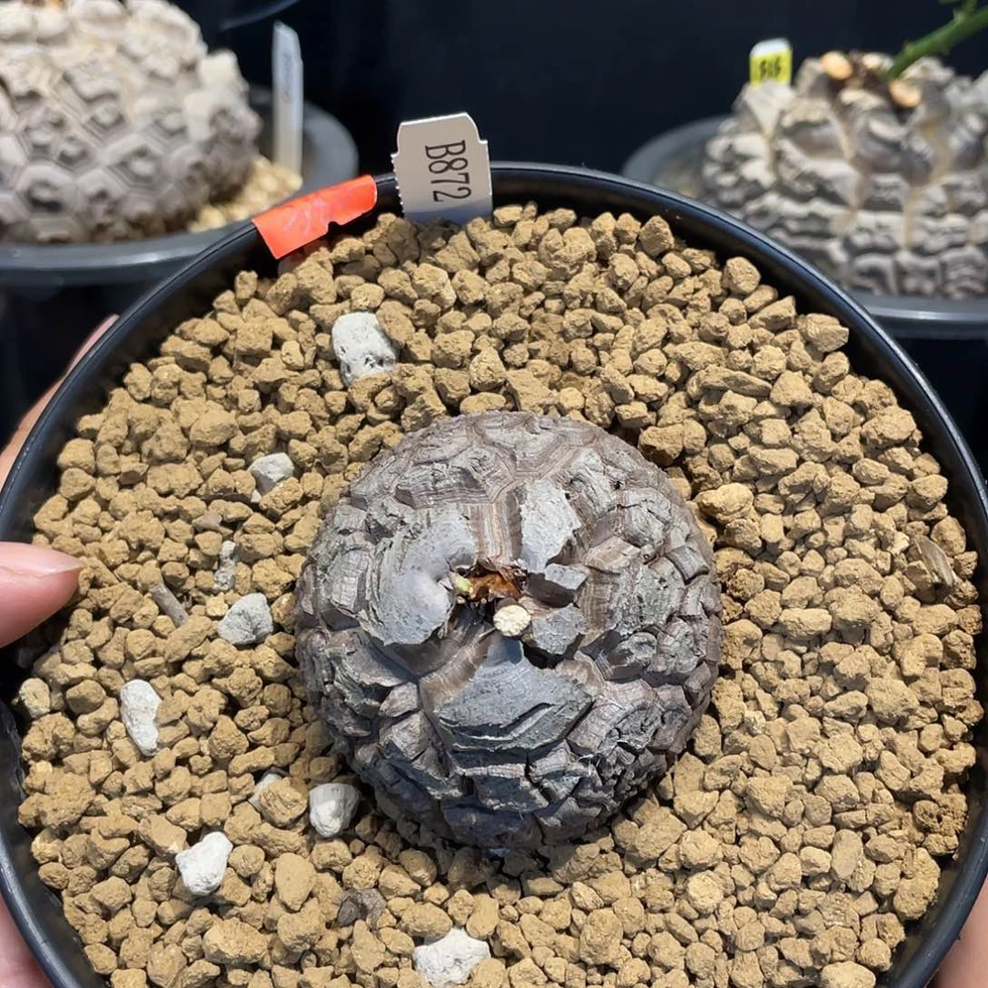 龟甲龙872号不退换