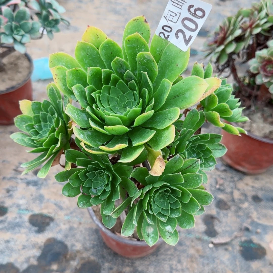 木法沙206满20包邮断枝不包