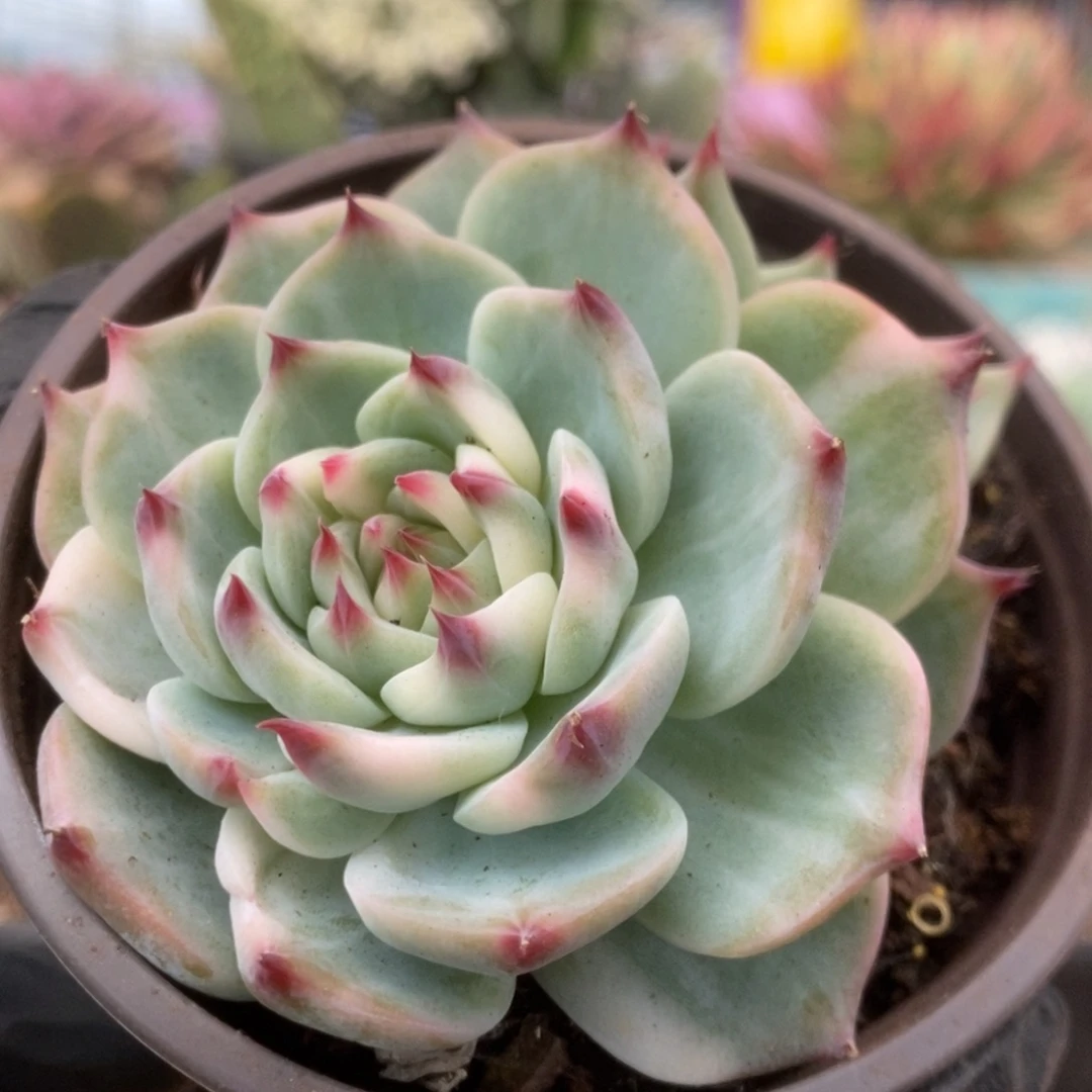 149锦锦锦锦锦锦锦锦