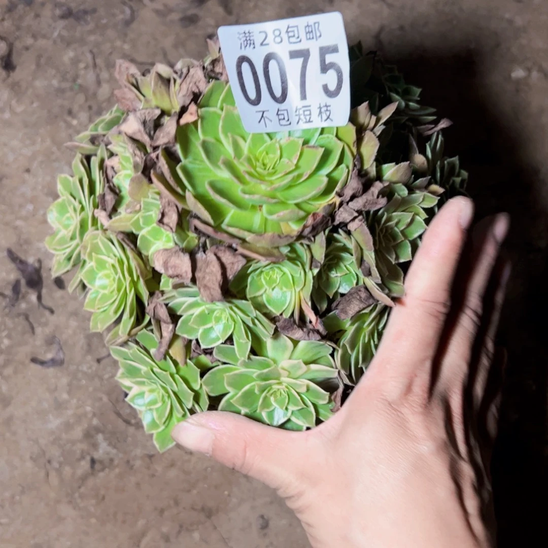 0075多肉植物法师