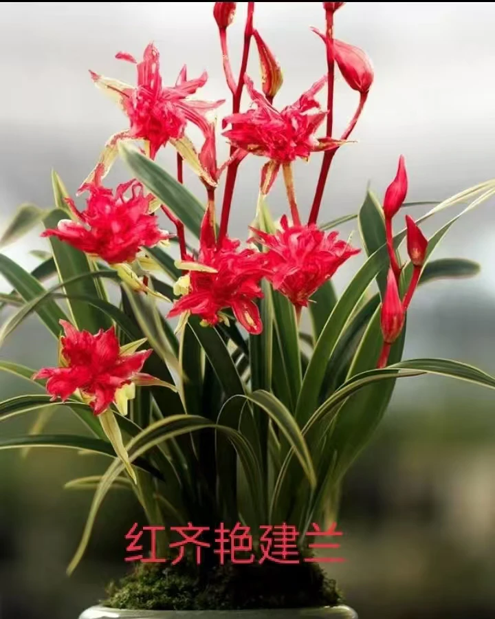 建兰金边艺草（红牡丹）三苗特壮 脱盆裸根发货