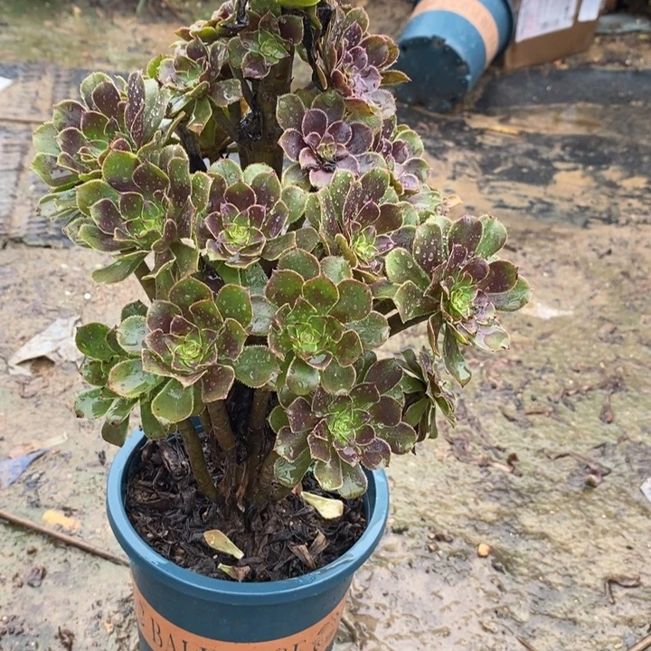 灰法28多肉植物法师法师