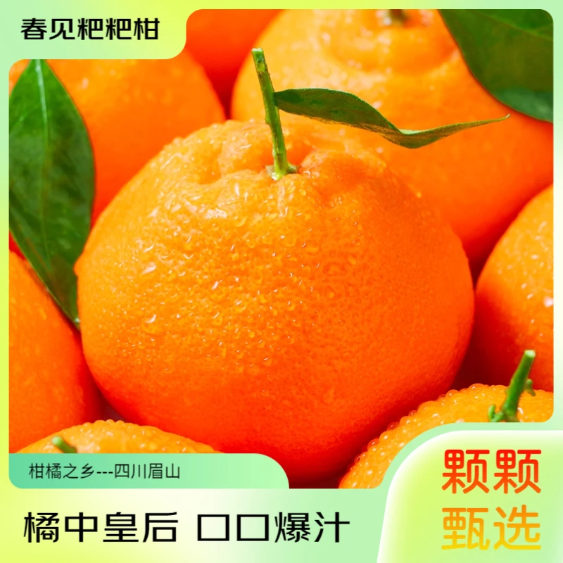 正宗眉山高山春见耙耙柑皮薄肉厚新鲜水果产地直发现摘现发