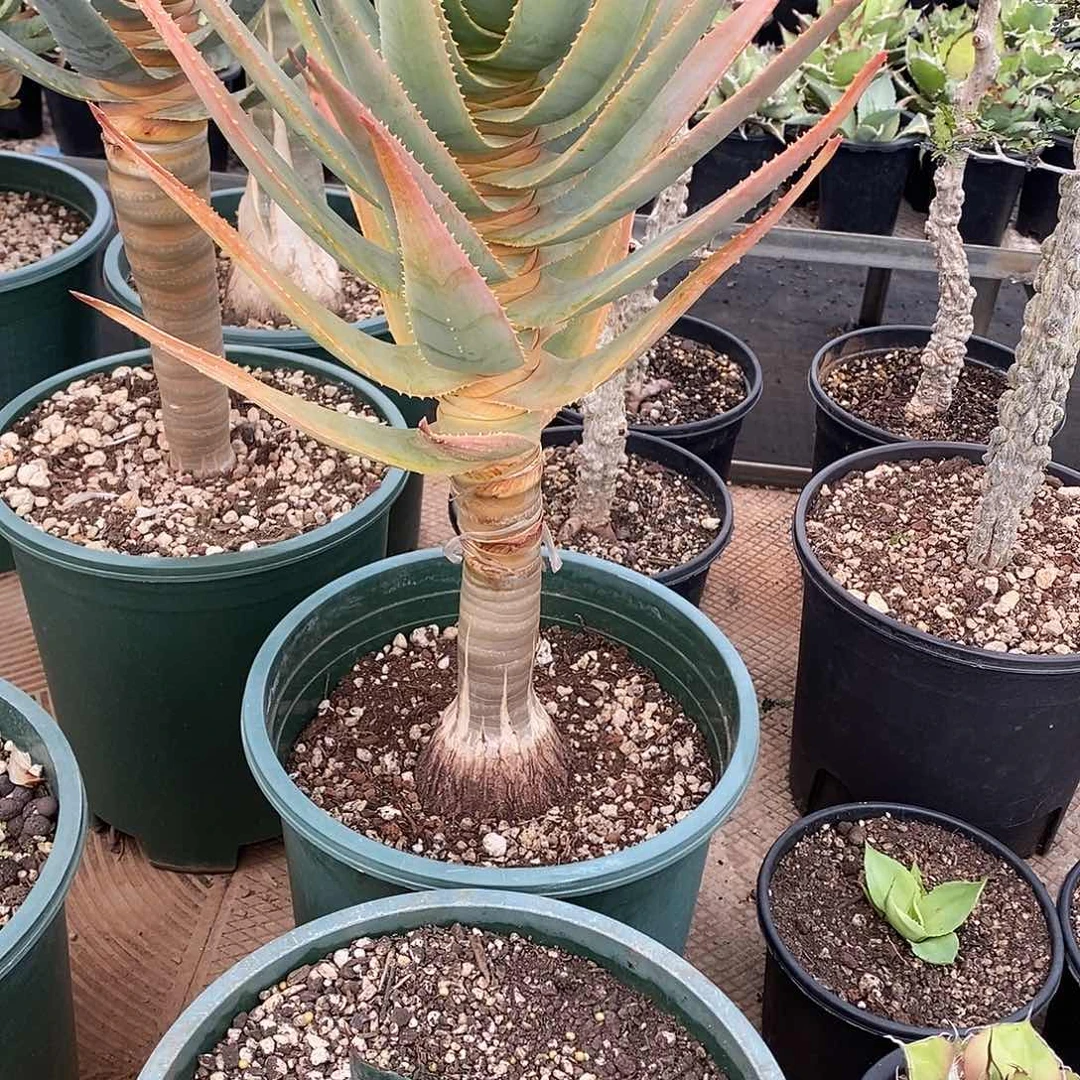 多肉植物龙蛇兰植物