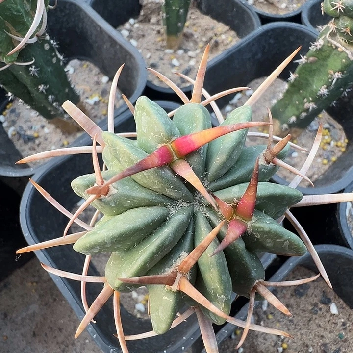 金刺龙剑。苗接。