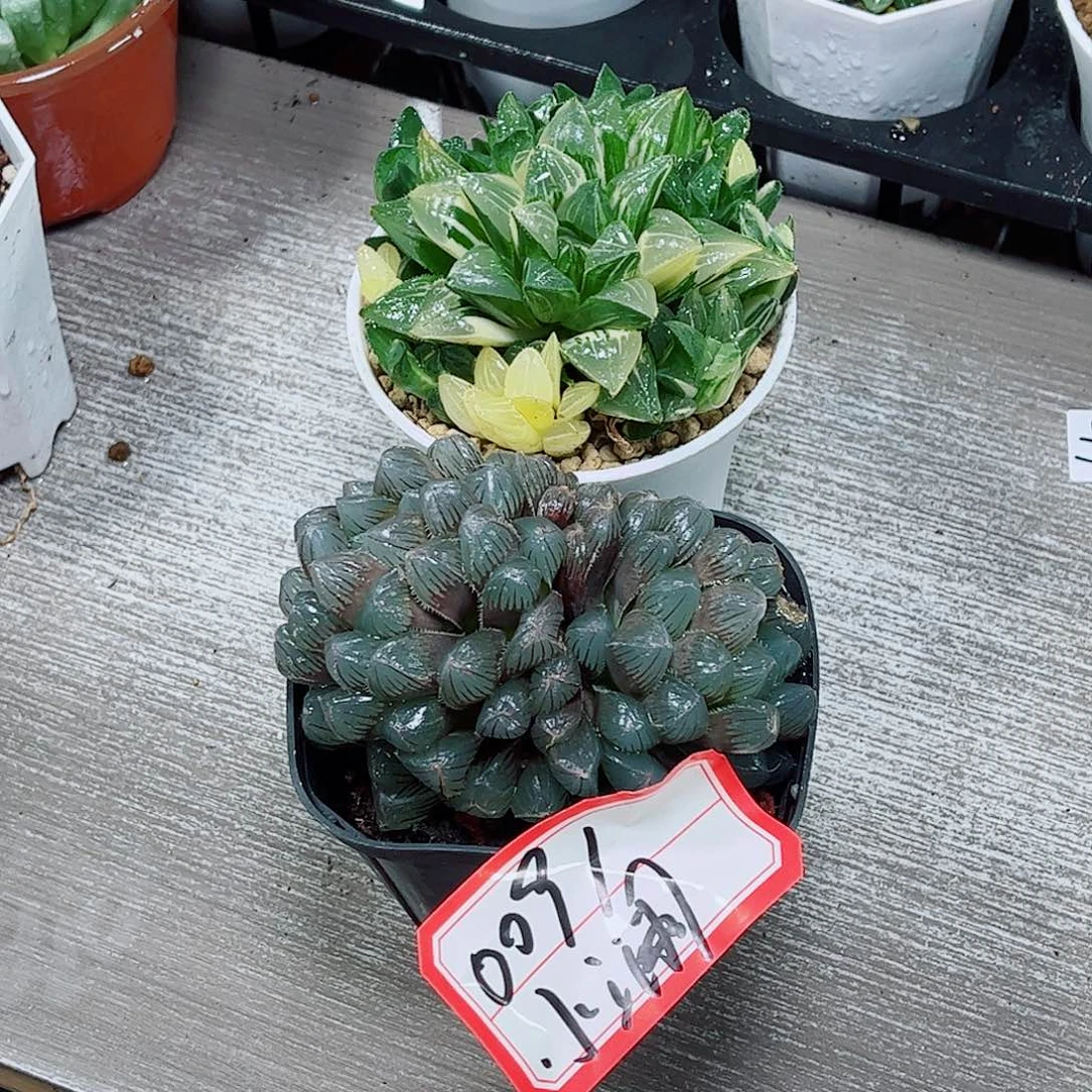 姬寿蓝镜一勿一拍