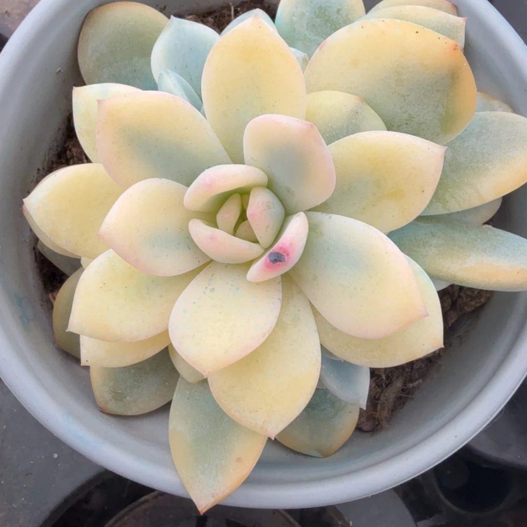 橙梦露锦腹欧你锦大锦边