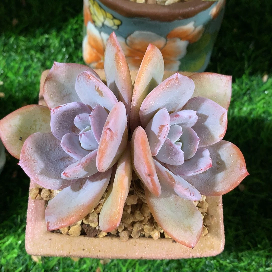 韩版奶茶8 公分一物一拍