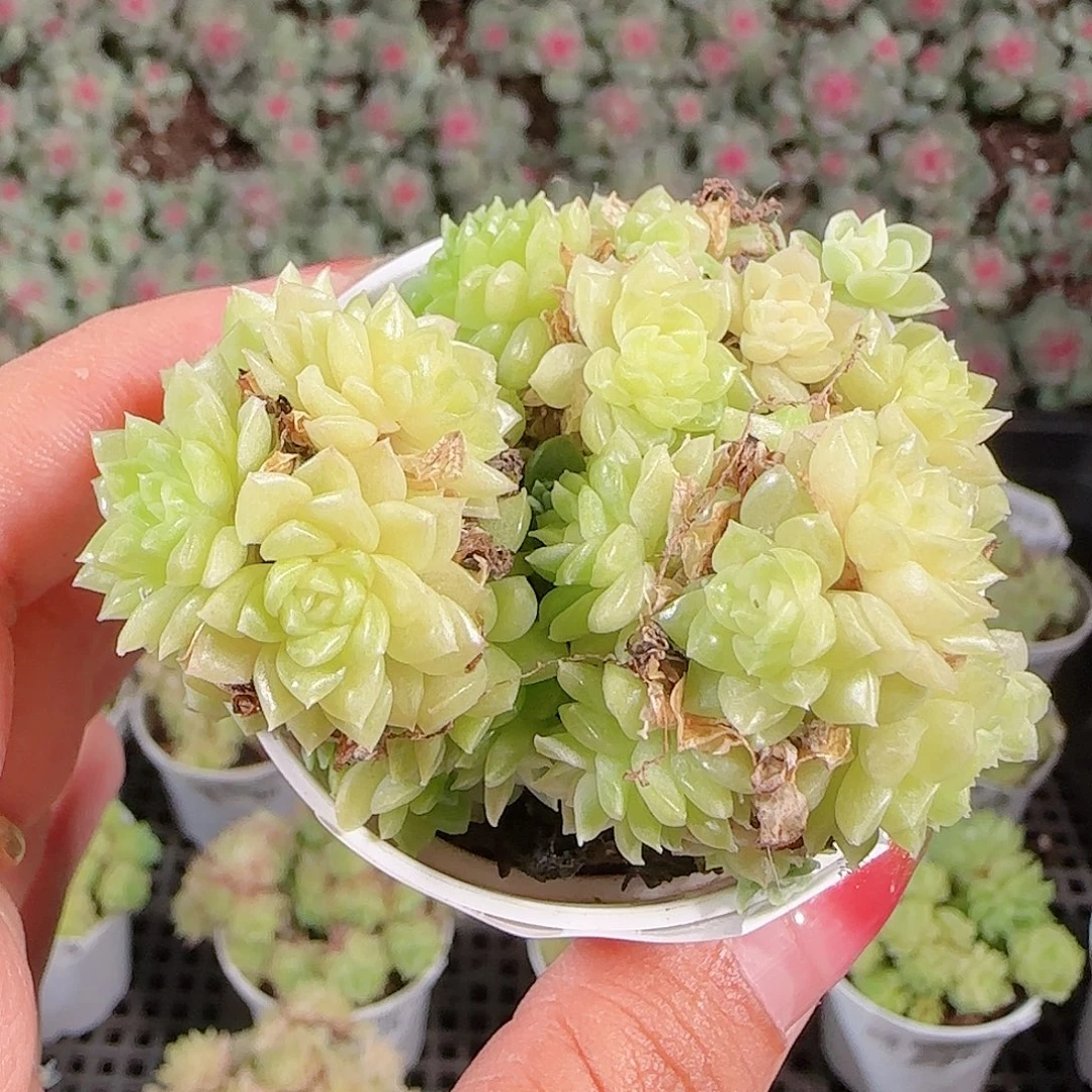 0919-59麦秆优选不包整