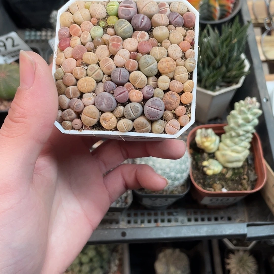 945生石花盒（满18包邮）