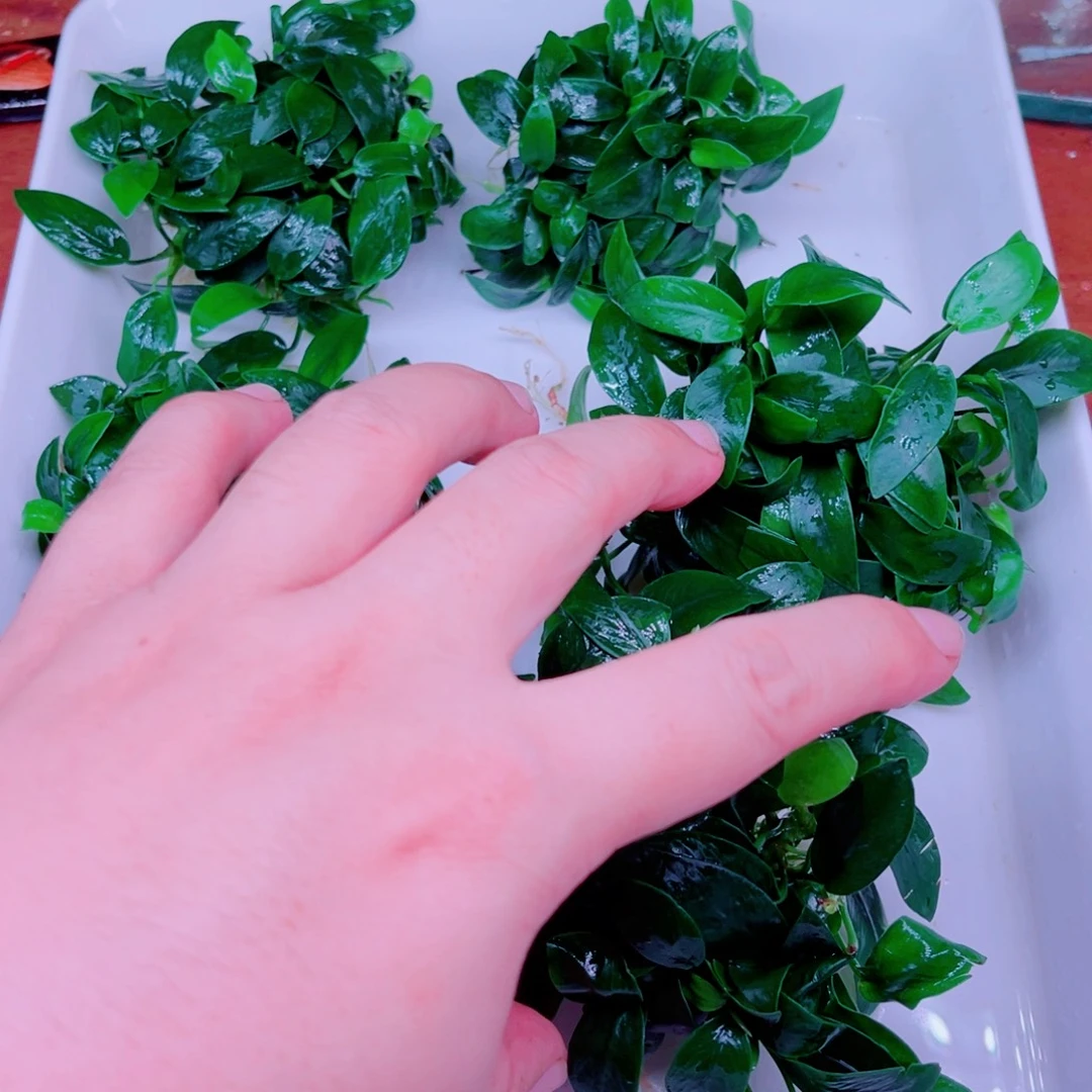 美小呆哇塞套餐一份