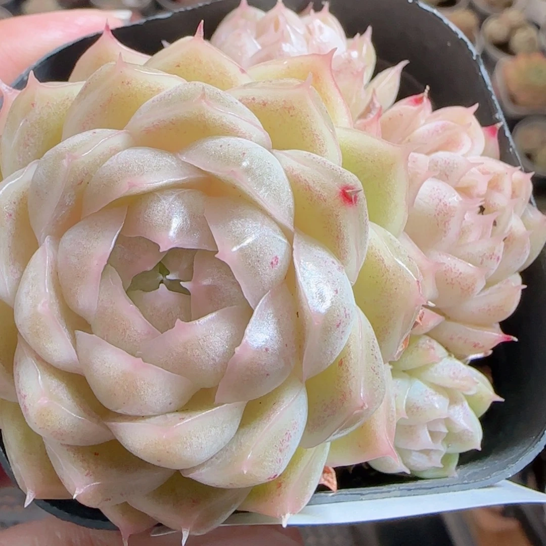 花语多肉0103-01开播福利散